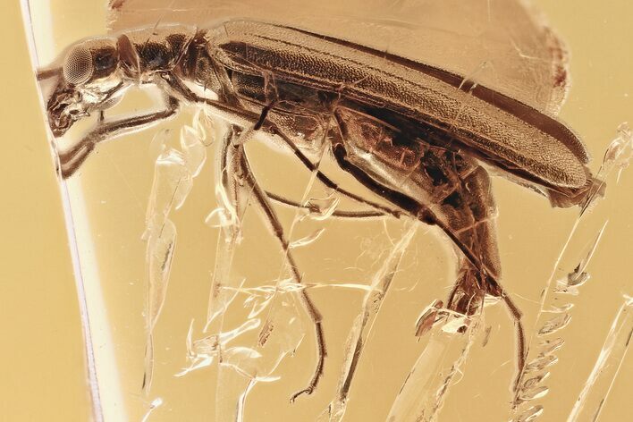 Detailed Fossil False Blister Beetle (Oedemera) in Baltic Amber #335577